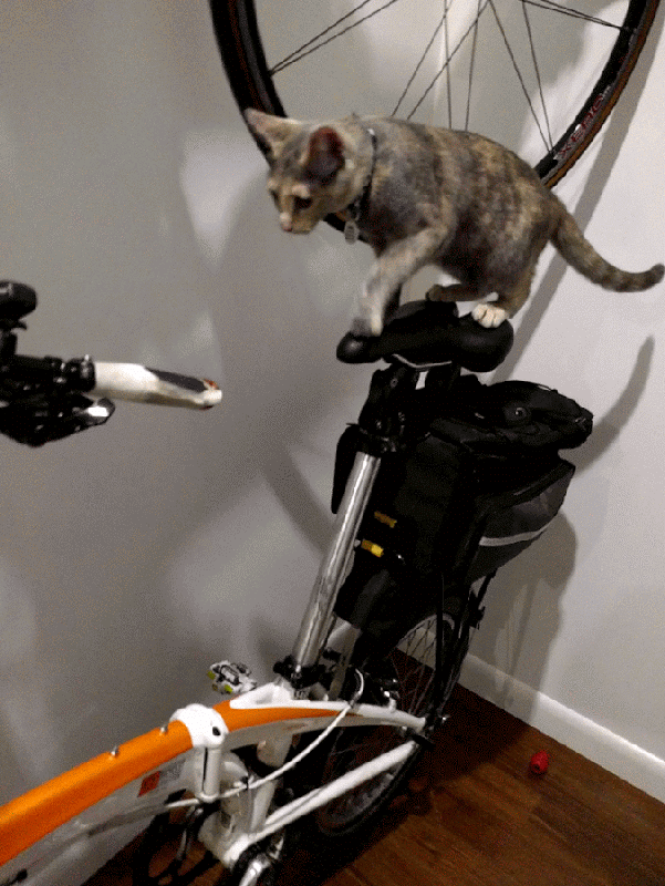 We've already raised $10,000! Thank you! Motley, Roger’s cat, is meowing for a celebratory bike ride and purring up a storm (and coughing up a fur ball, but we’re pretty sure that’s unrelated).