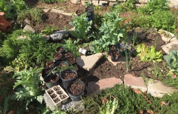 My garden is a source of some solace in the uncertainties of the coronavirus outbreak. Photo by Joe Linton/Streetsblog L.A.