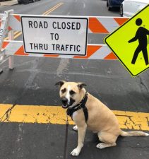 Bike Walk Alameda's Tilly Jane took this shot of Pacific and posted it on social media. Pacific is one of two streets to close under Alameda's 'slow streets' program