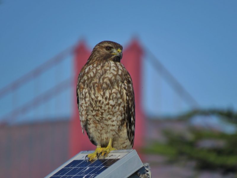Photo by David Assmann, Golden Gate Audubon Society