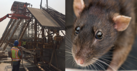 Cal HSR construction: Photo Joe Linton/Streetsblog. Rat image: Tambako The Jaguar's Flickr