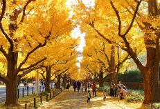 Jingu Gaien Ginkgo Street, Tokyo. Image: Wikimedia Commons